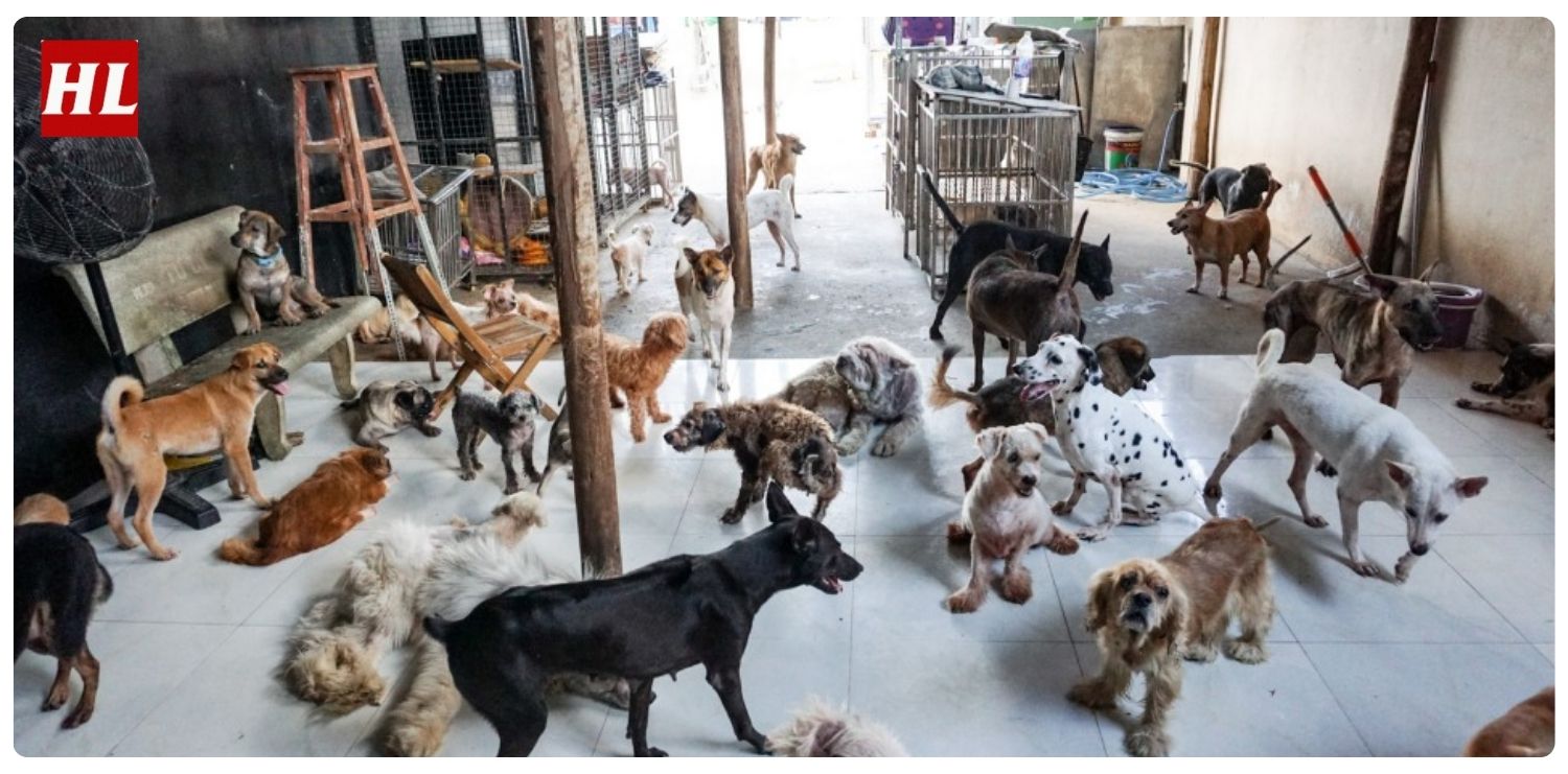 dịch vụ thám tử tìm thú cưng