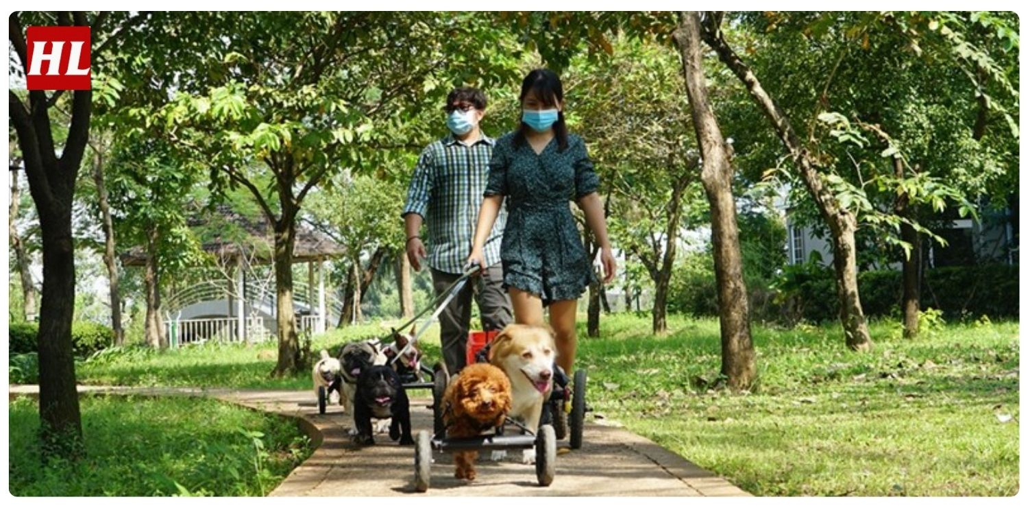 dịch vụ thám tử tìm thú cưng