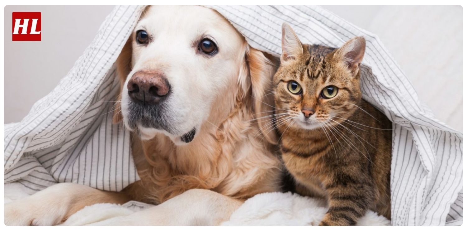 Dịch vụ tìm chó lạc