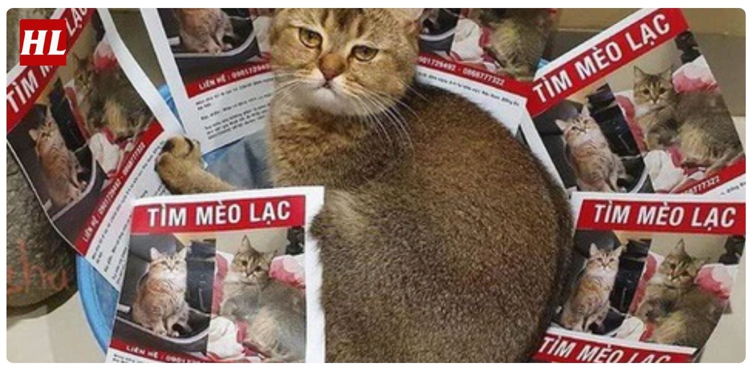 Dịch vụ tìm chó lạc