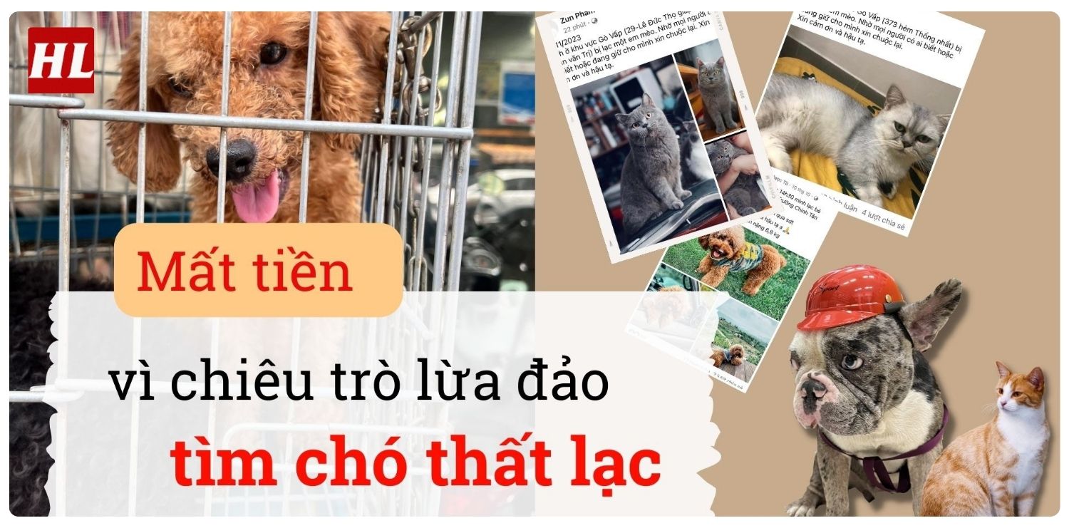 Dịch vụ tìm chó lạc