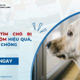 tìm chó bị bắt trộm