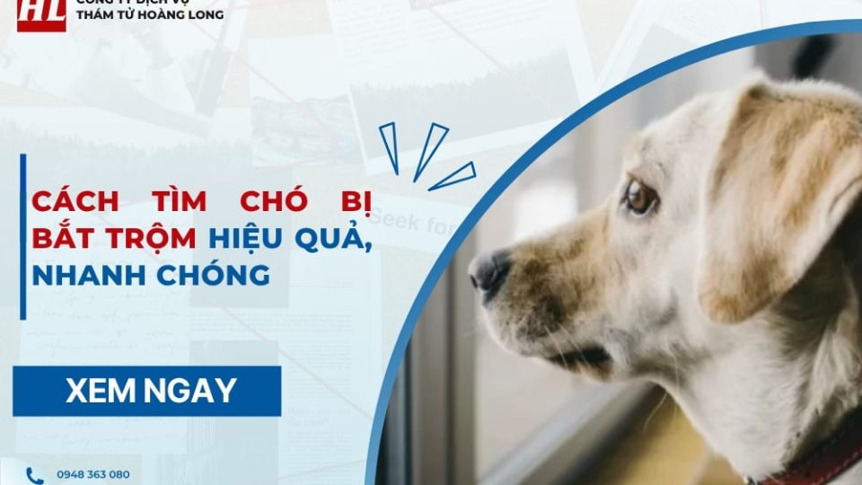 tìm chó bị bắt trộm